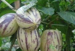 吃茄瓜的网红是谁,网红“吃茄瓜达人”引领美食潮流